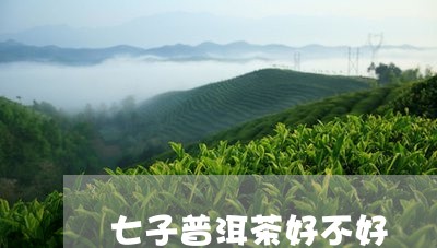 七子普洱茶好不好/2023033033827