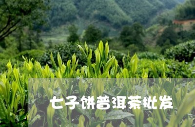 七子饼普洱茶批发/2023031739704