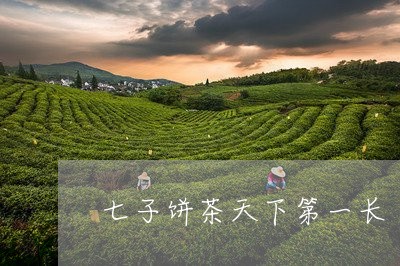 七子饼茶天下第一长/2023032029573