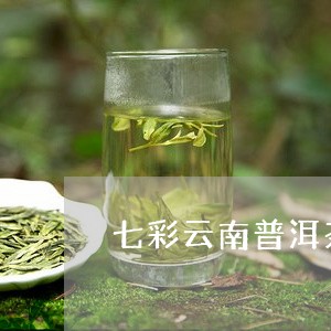 七彩云南普洱茶珍/2023041364969