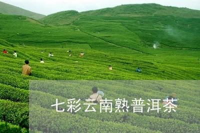 七彩云南熟普洱茶/2023041383016