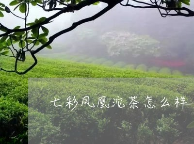 七彩凤凰沱茶怎么样/2023041681404