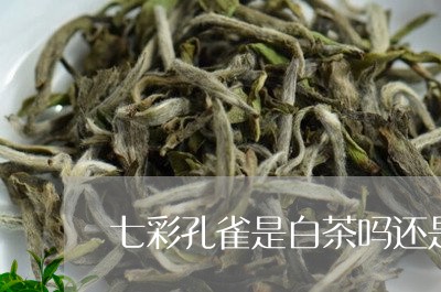 七彩孔雀是白茶吗还是红茶/2023033166261