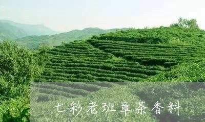 七彩老班章茶香料/2023032907280