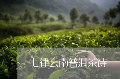 七律云南普洱茶诗/2023033175062