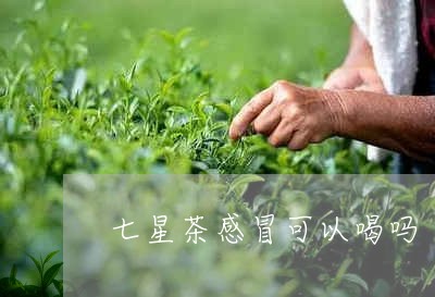 七星茶感冒可以喝吗/2023041494196