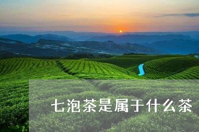 七泡茶是属于什么茶/2023041671515