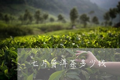 七片普洱茶多少钱/2023033045926