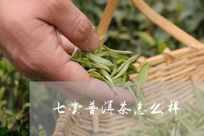 七赏普洱茶怎么样/2023033165868