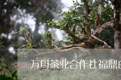 万母茶业合作社福鼎白茶榜/2023033170603