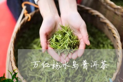 万红杨冰岛普洱茶/2023031715035