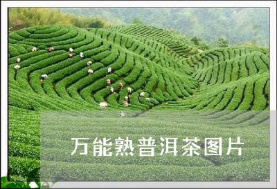 万能熟普洱茶图片/2023033009381