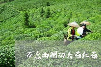 万虎西湖功夫茶红茶/2023031952926