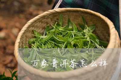 万象普洱茶怎么样/2023031646483