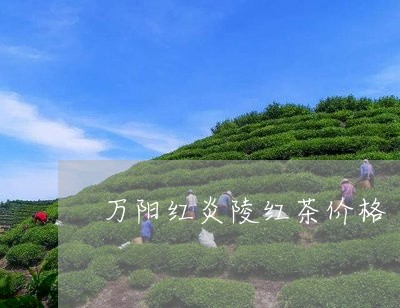 万阳红炎陵红茶价格/2023041652404