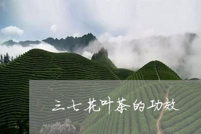 三七花叶茶的功效/2023032565937