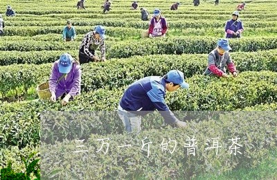 三万一斤的普洱茶/2023033103361