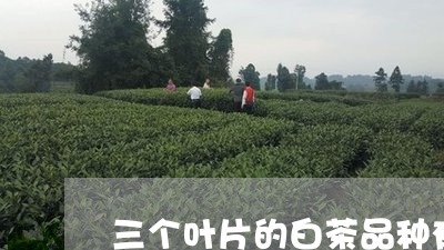 三个叶片的白茶品种有哪些/2023040111683