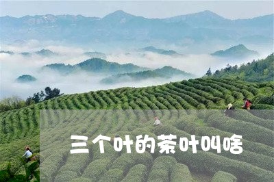 三个叶的茶叶叫啥/2023032589581