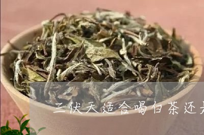 三伏天适合喝白茶还是岩茶/2023040149393