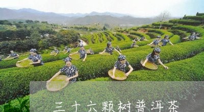 三十六颗树普洱茶/2023041254926