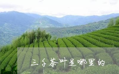 三千茶叶是哪里的/2023032678593