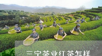 三宁茶业红茶怎样/2023032418392