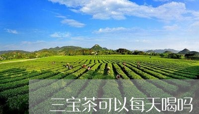 三宝茶可以每天喝吗/2023041472747