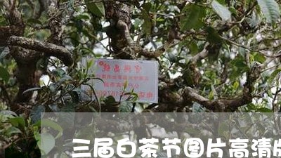 三届白茶节图片高清版/2023032741684