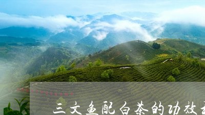 三文鱼配白茶的功效和作用/2023040147158