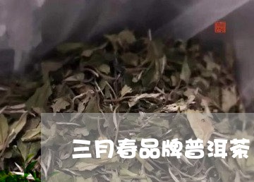 三月春品牌普洱茶/2023033047492