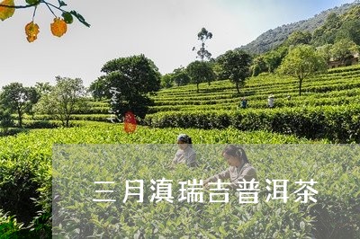 三月滇瑞吉普洱茶/2023033031737