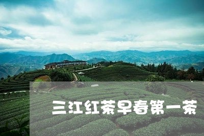 三江红茶早春第一茶/2023031970694