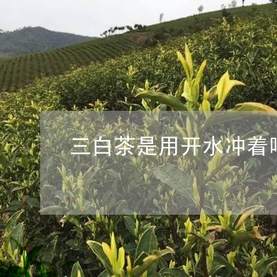 三白茶是用开水冲着喝的吗/2023040125261