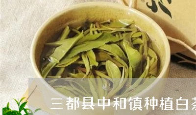 三都县中和镇种植白茶产业/2023040125159