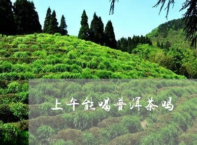 上午能喝普洱茶吗/2023041239370