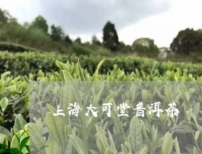 上海大可堂普洱茶/2023041021724