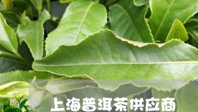 上海普洱茶供应商/2023031606240