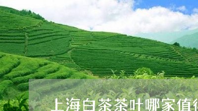 上海白茶茶叶哪家值得信赖/2023033155138