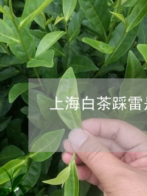 上海白茶踩雷是真的吗/2023033140727