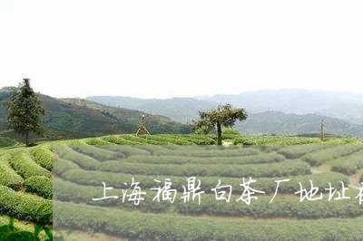 上海福鼎白茶厂地址在哪里/2023033150725