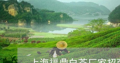 上海福鼎白茶厂家招商电话/2023033108481