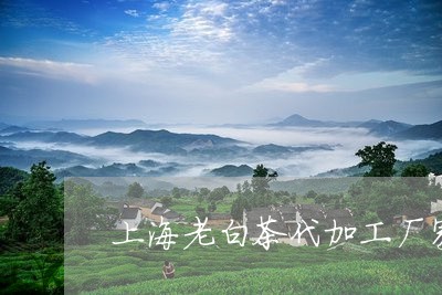 上海老白茶代加工厂家地址/2023033172596