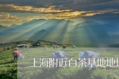 上海附近白茶基地地址查询/2023040157149