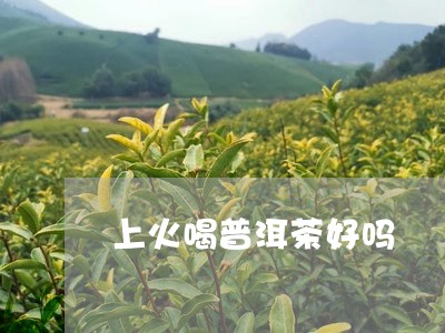 上火喝普洱茶好吗/2023041363716