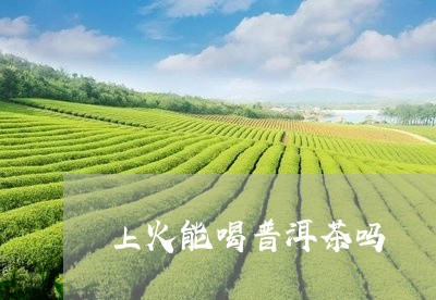 上火能喝普洱茶吗/2023041389481