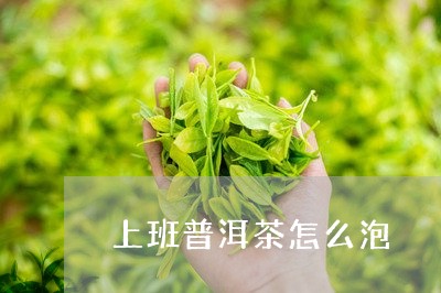 上班普洱茶怎么泡/2023041023969