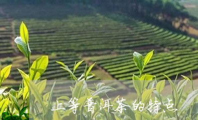 上等普洱茶的特点/2023041001705