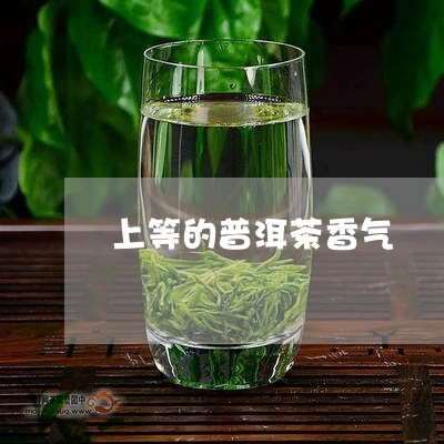 上等的普洱茶香气/2023031804937