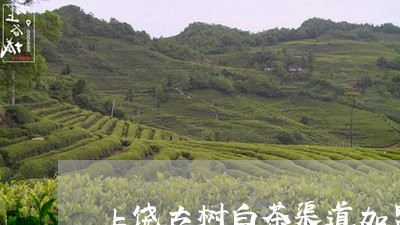 上饶古树白茶渠道加盟条件/2023040137371